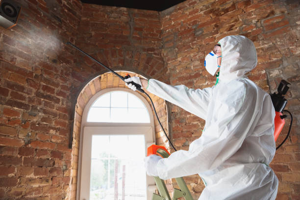 Best Emergency Mold Remediation  in North Grosvenor Dale, CT